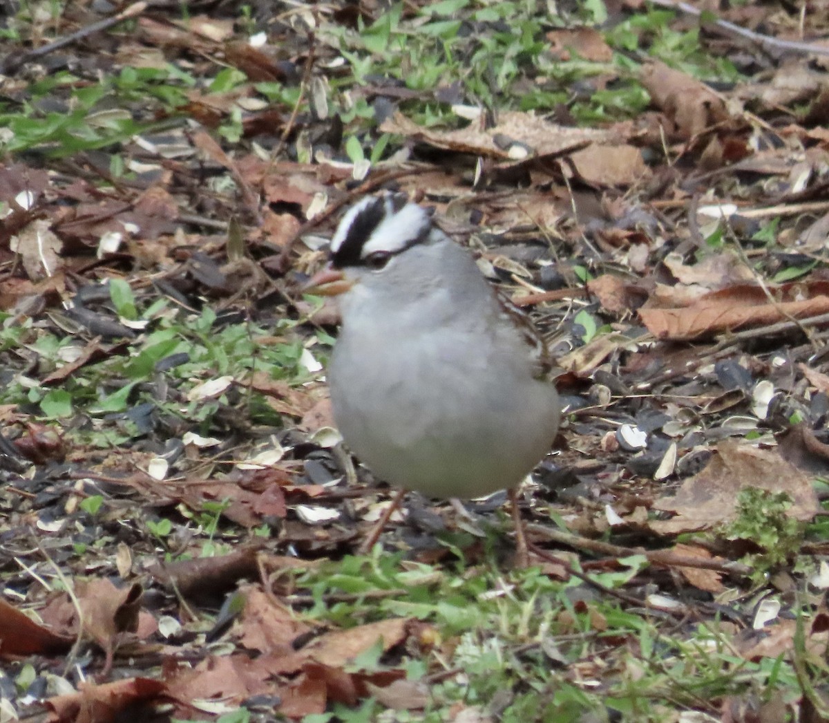 White-crowned Sparrow (leucophrys) - ML656830852