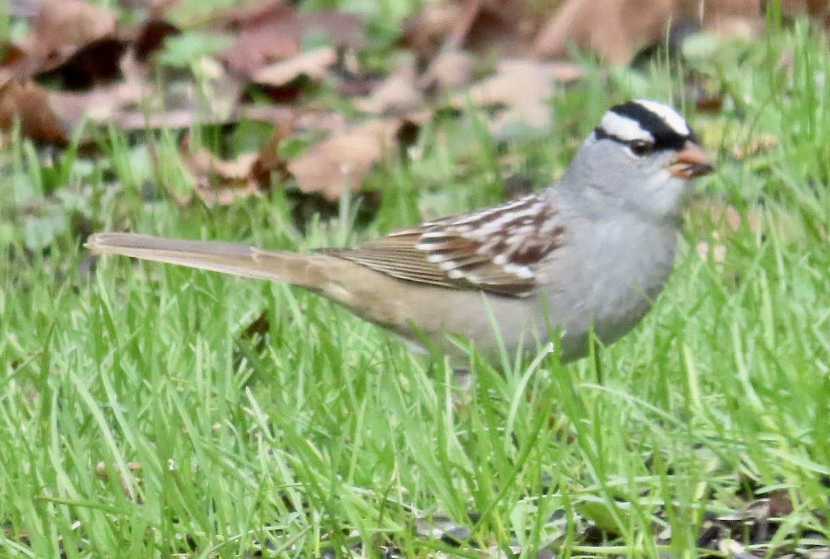 White-crowned Sparrow (leucophrys) - ML656830853