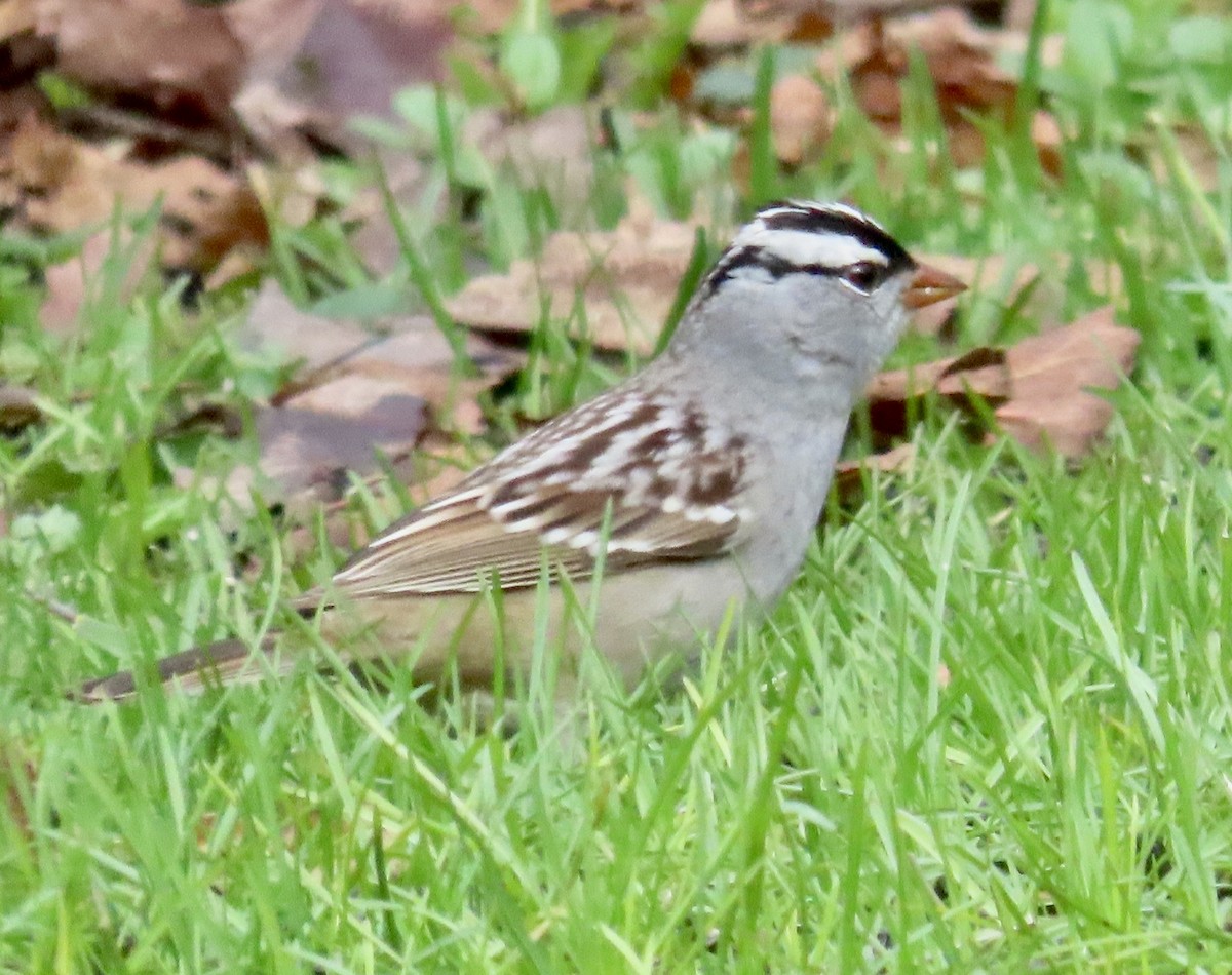 White-crowned Sparrow (leucophrys) - ML656830854