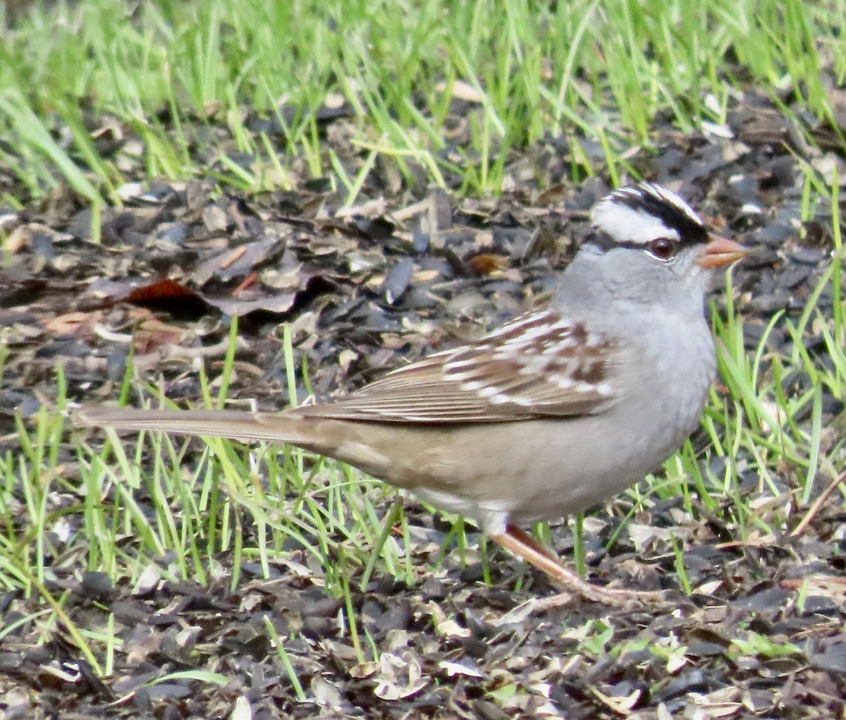 White-crowned Sparrow (leucophrys) - ML656830855