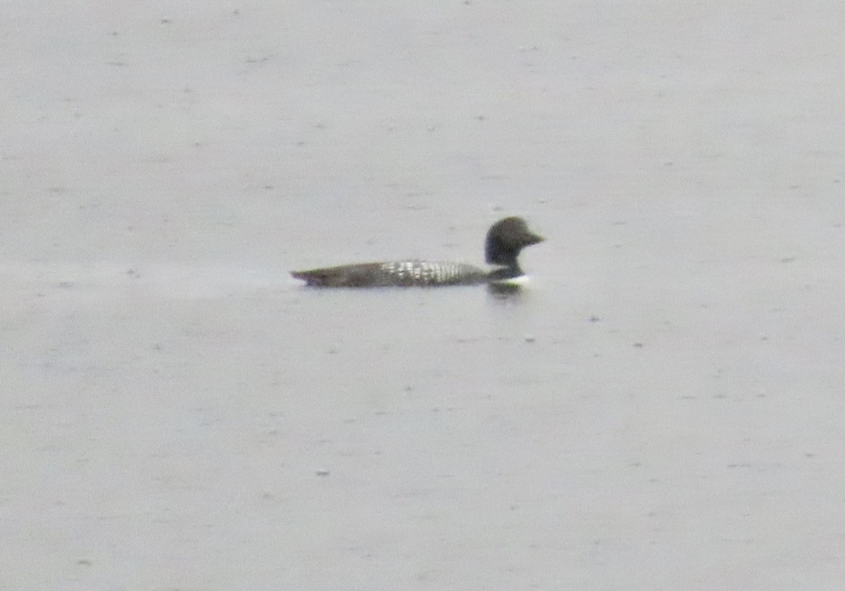 Common Loon - ML656830897