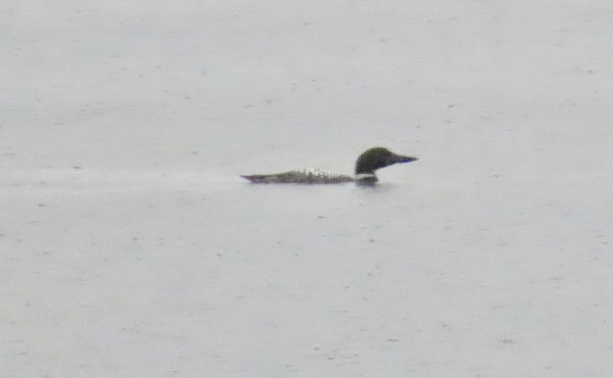 Common Loon - ML656830898