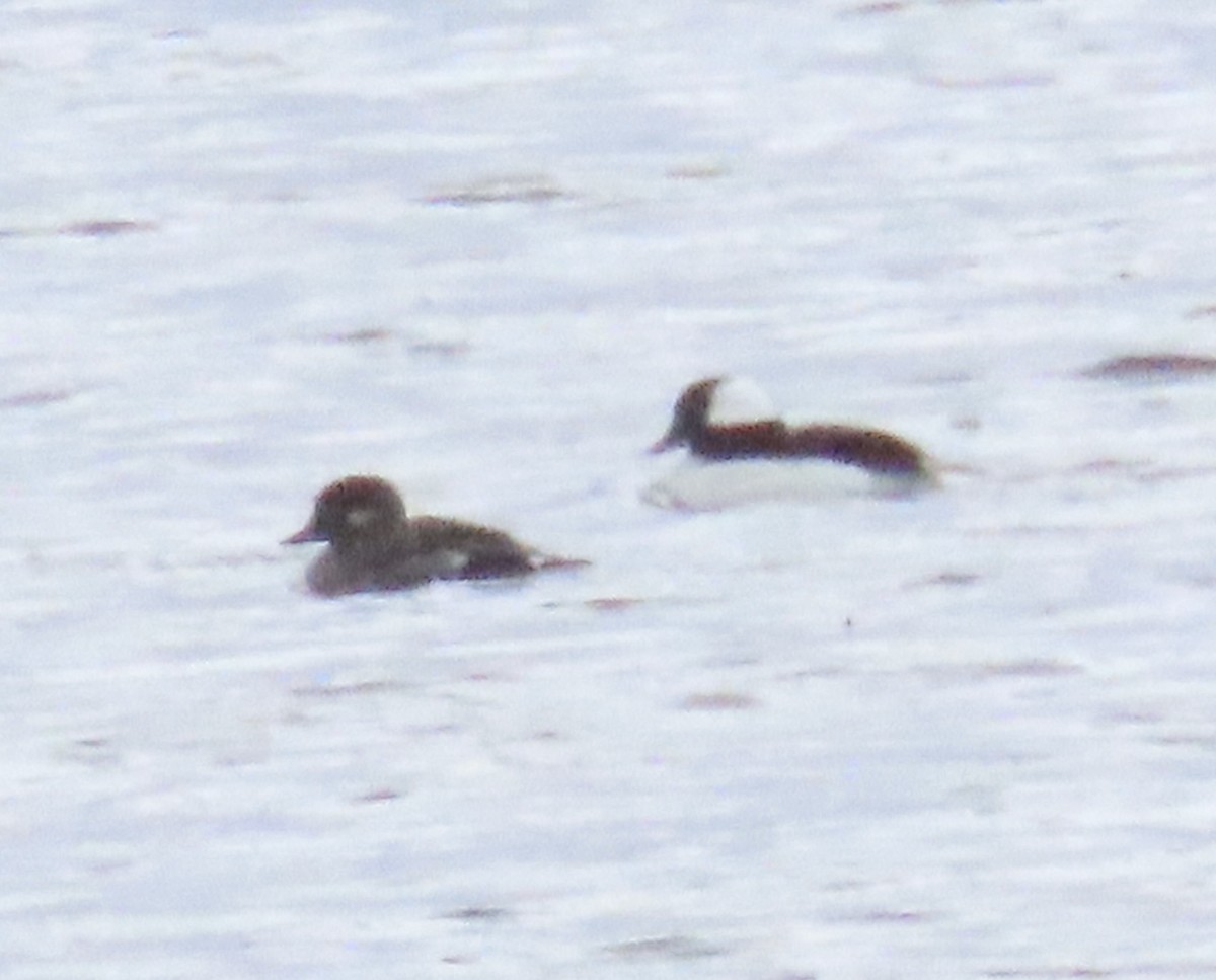 Bufflehead - ML656831018