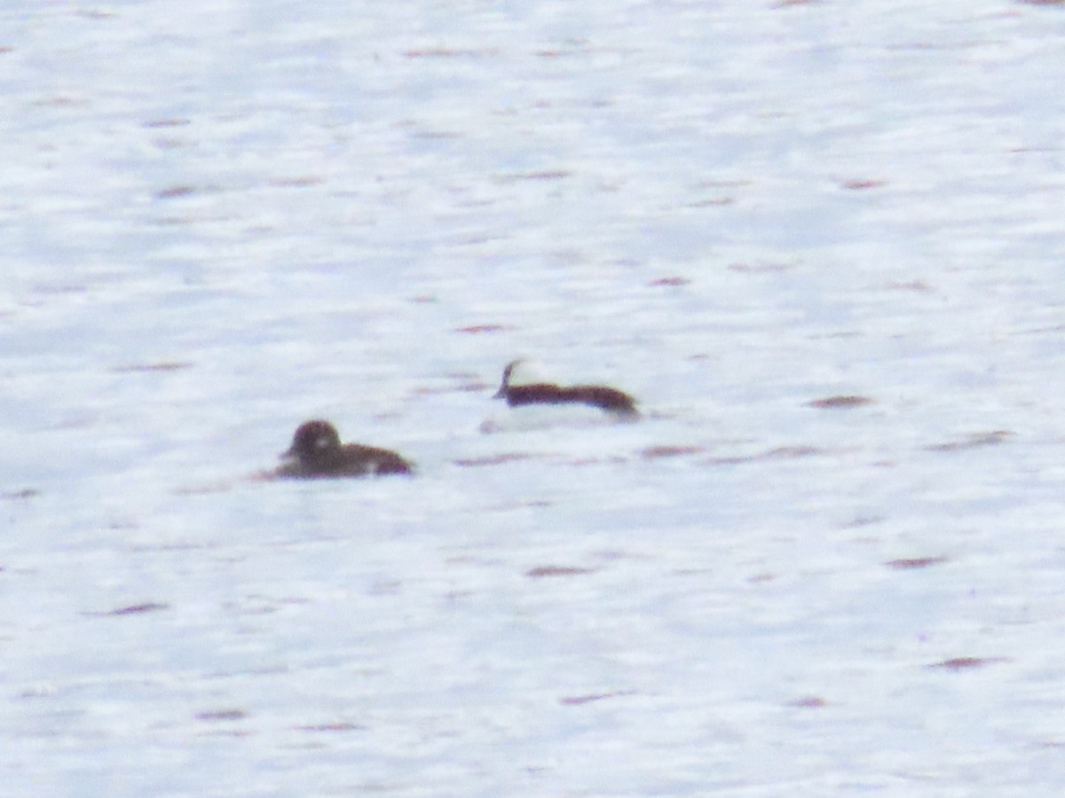 Bufflehead - ML656831036