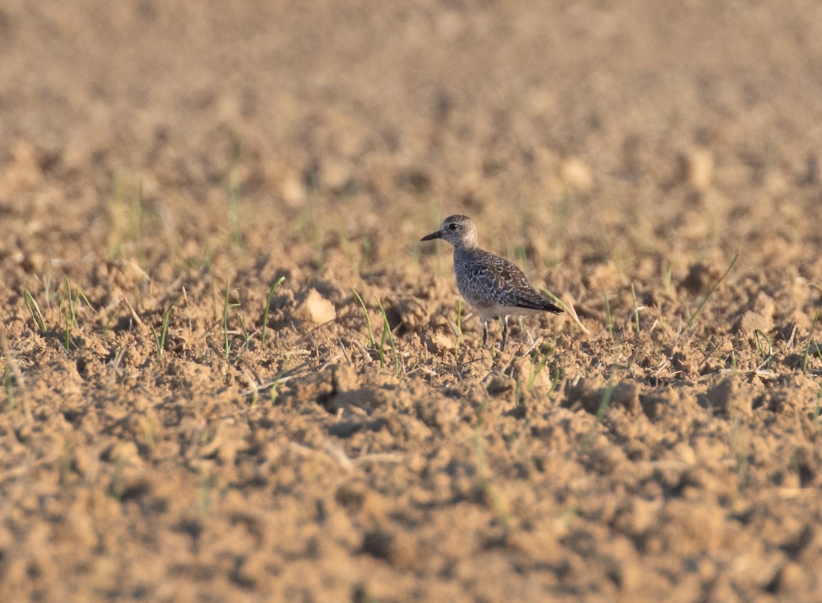 Black-bellied Plover - ML656832648