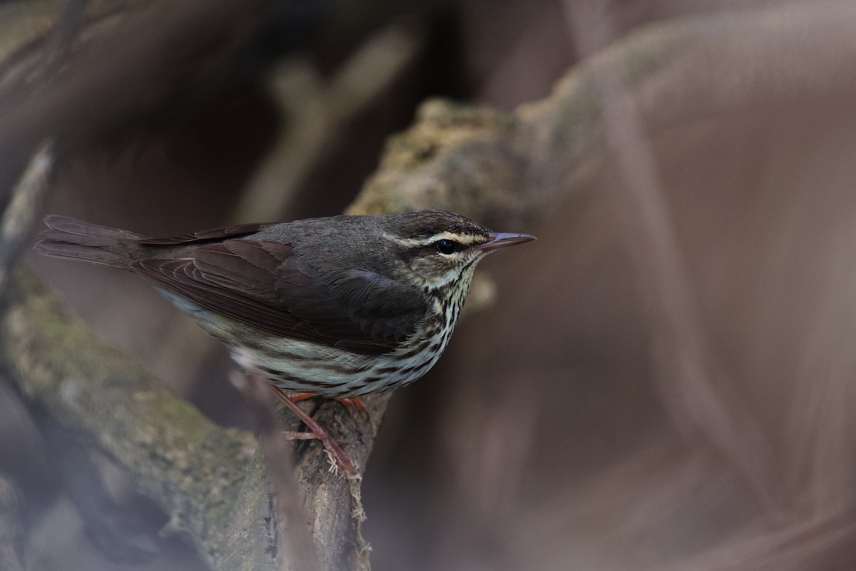 vannparula - ML656833926