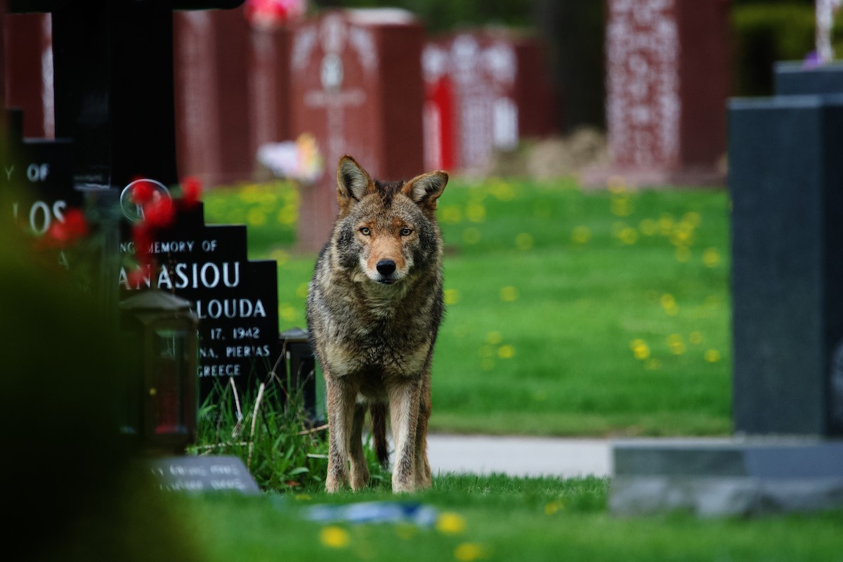 Coyote - ML656834061