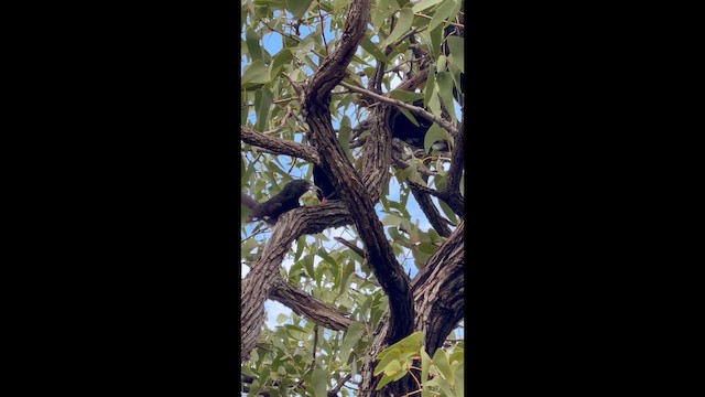 Violet Woodhoopoe (Violet) - ML656834462