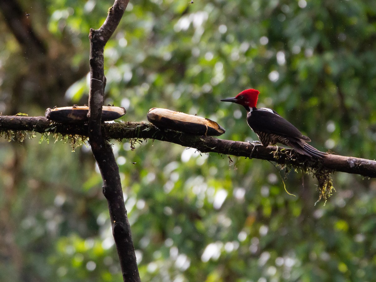 Guayaquil Woodpecker - ML656834778