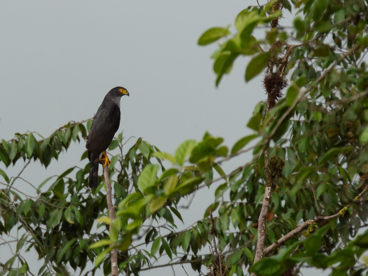 Bicolored Hawk - ML656835081
