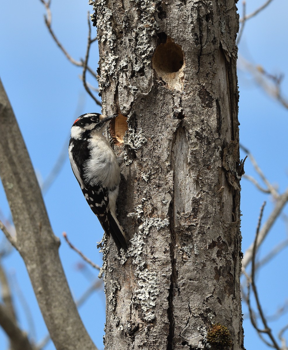 eBird Checklist - 26 Apr 2026 - High Ridge WMA--Smith St. Entrance - 19 ...