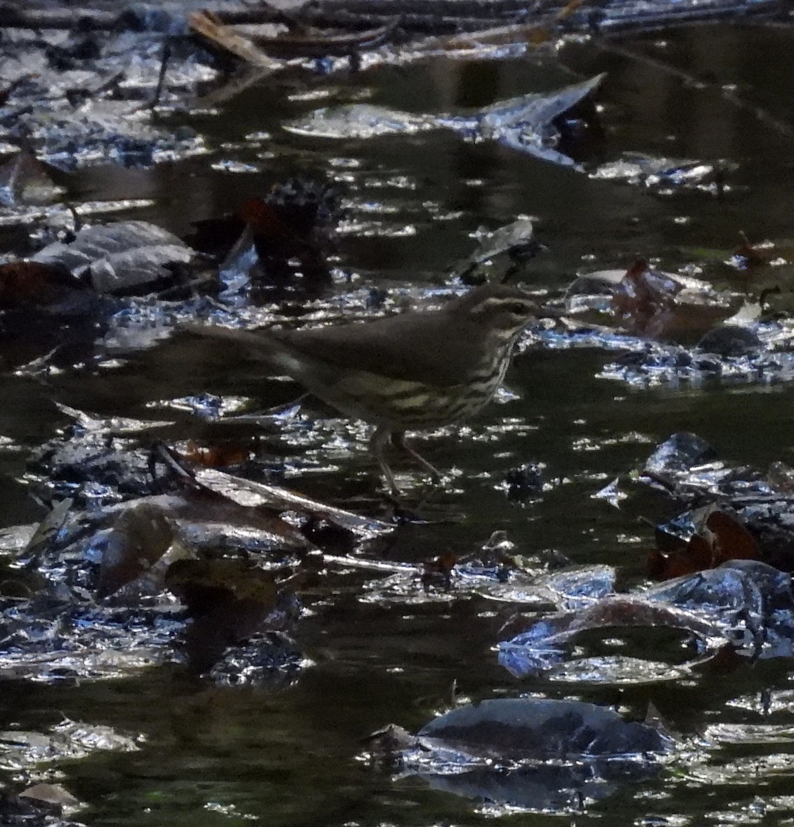 Northern Waterthrush - ML656836589
