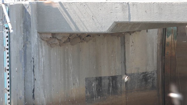 Cliff Swallow - ML656836662