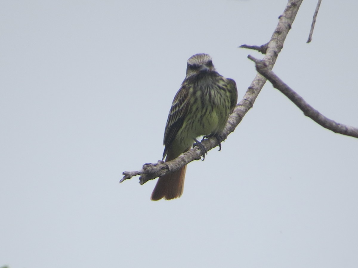 Sulphur-bellied Flycatcher - ML656836708