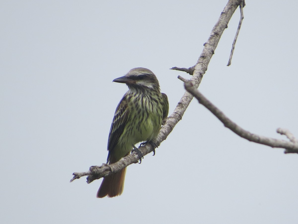 Sulphur-bellied Flycatcher - ML656836709