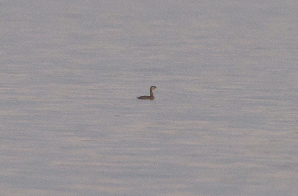 Pied-billed Grebe - Stefan Minnig