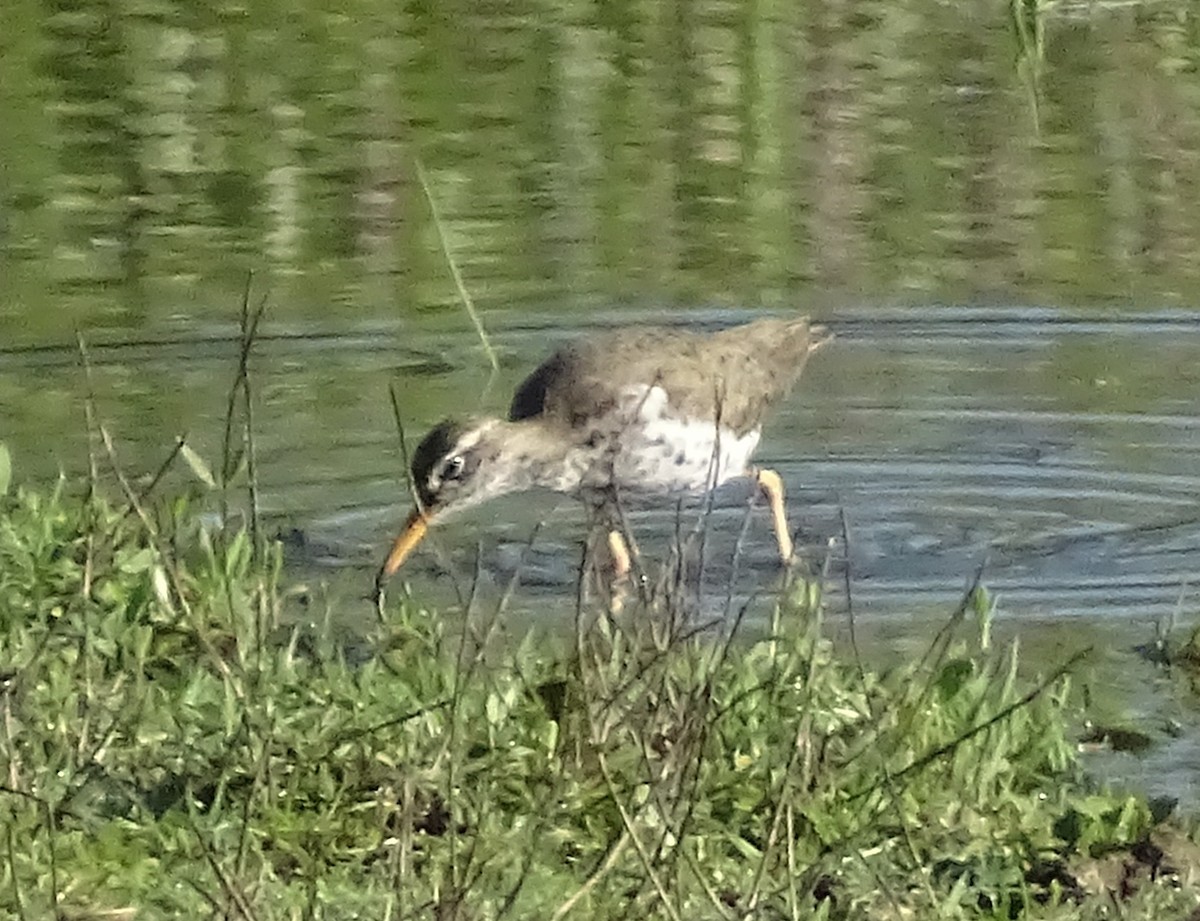 flekksnipe - ML656838434