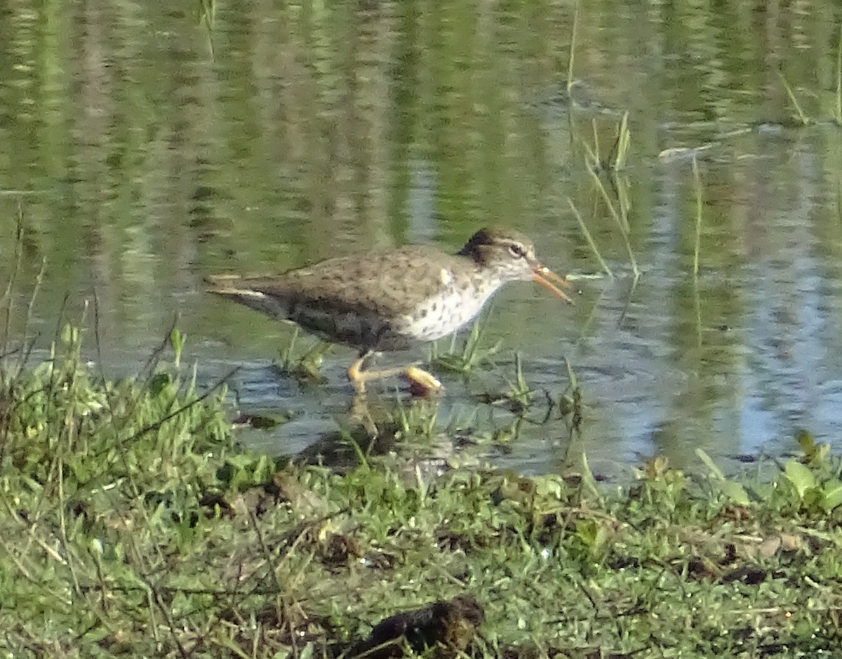 flekksnipe - ML656838450