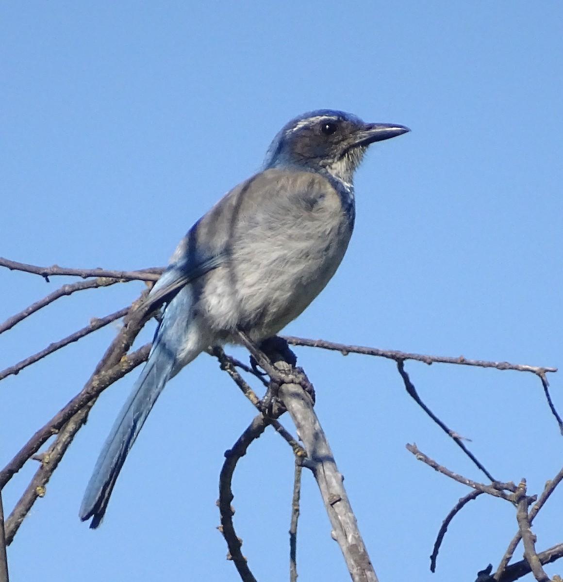 krattskrike - ML656838524