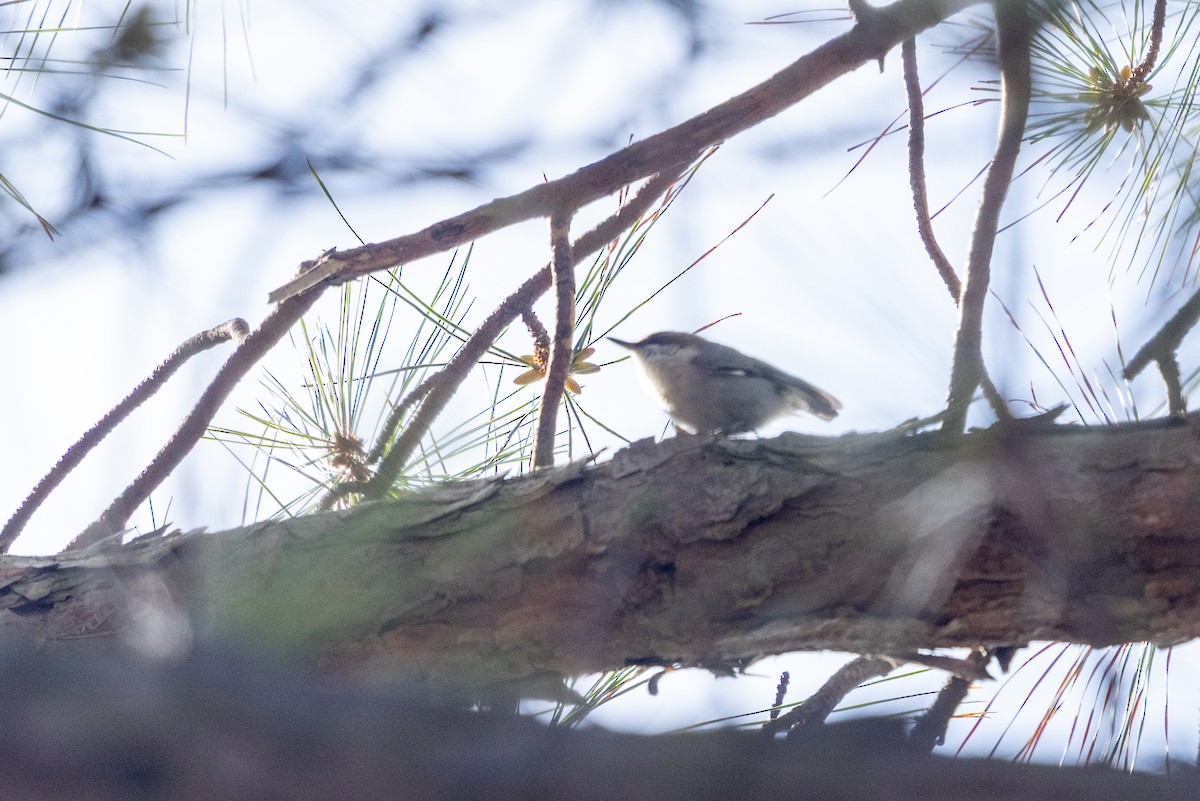 Brown-headed Nuthatch - ML656838813