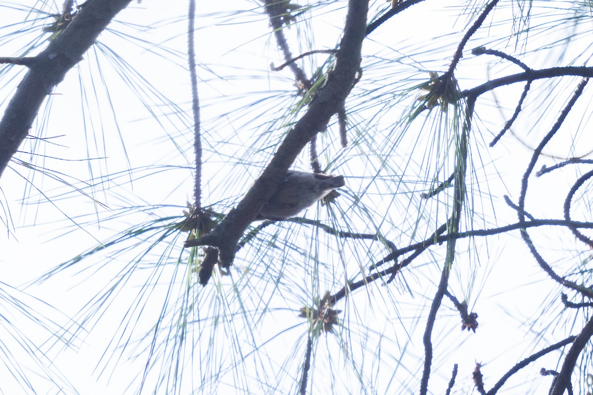 Brown-headed Nuthatch - ML656838819