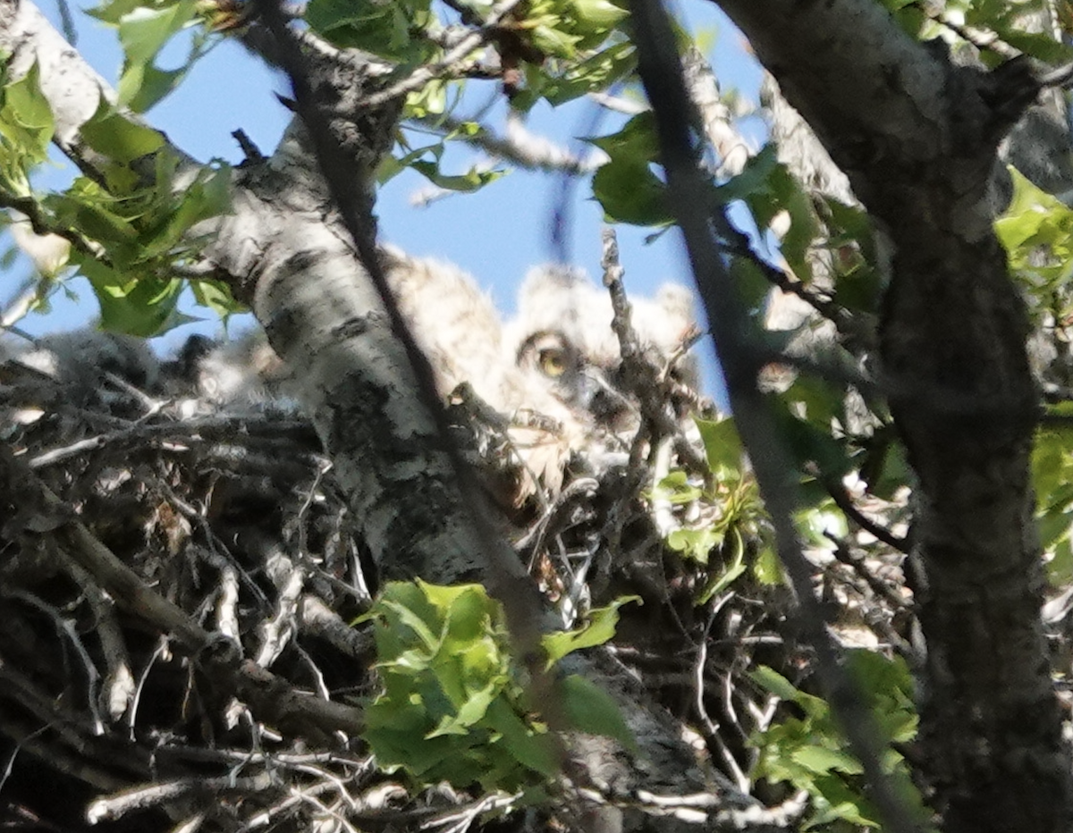 Great Horned Owl - ML656839400