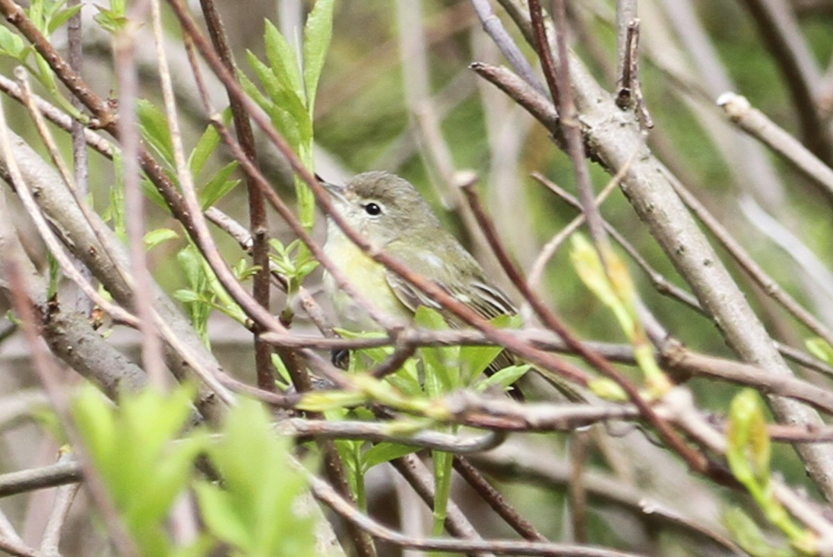 Bell's Vireo (Eastern) - ML656839744