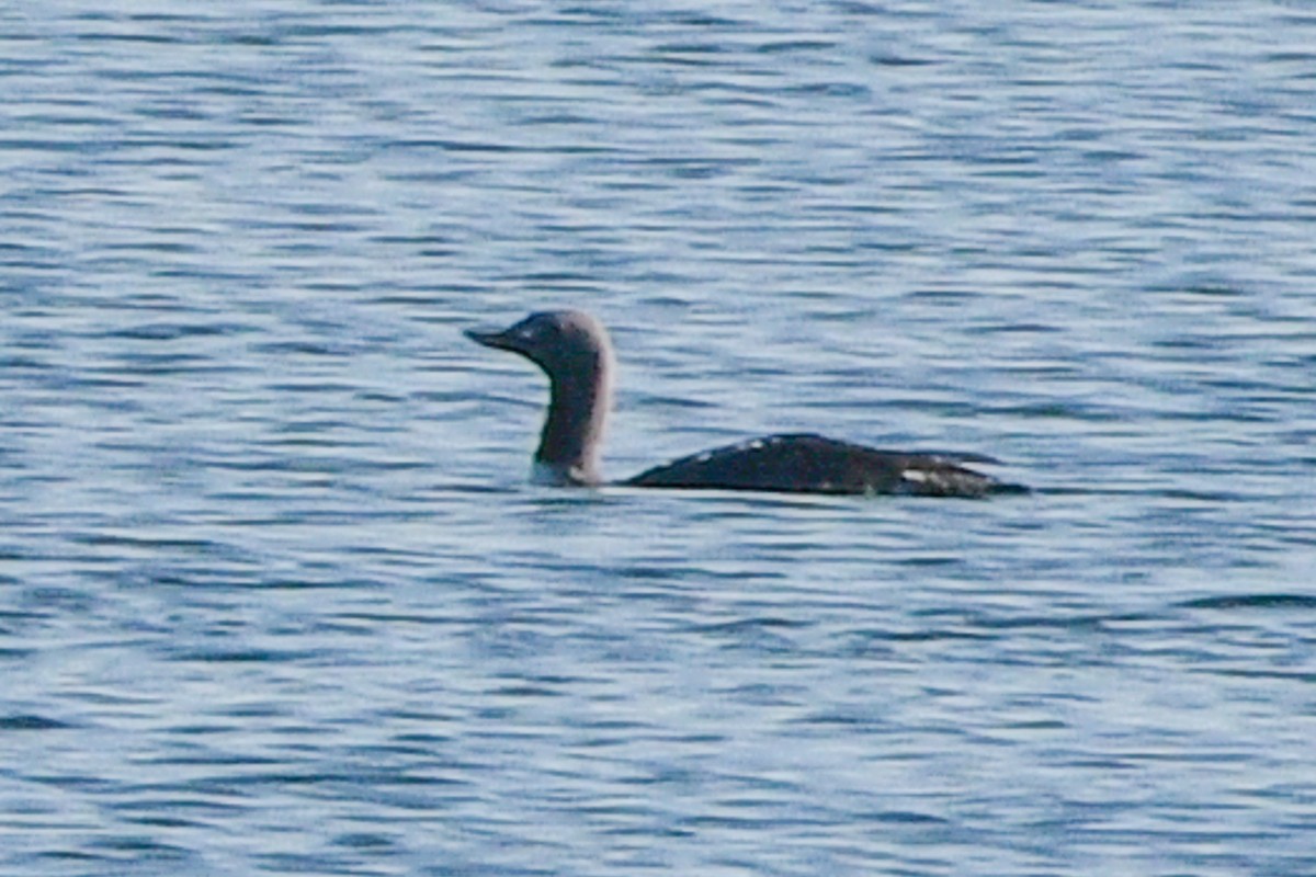 Red-throated Loon - ML656840384