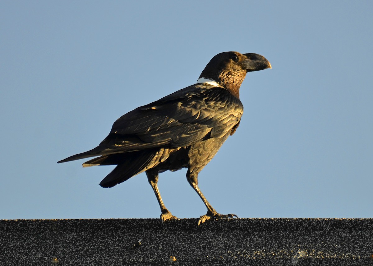 Corbeau à nuque blanche - ML65684131
