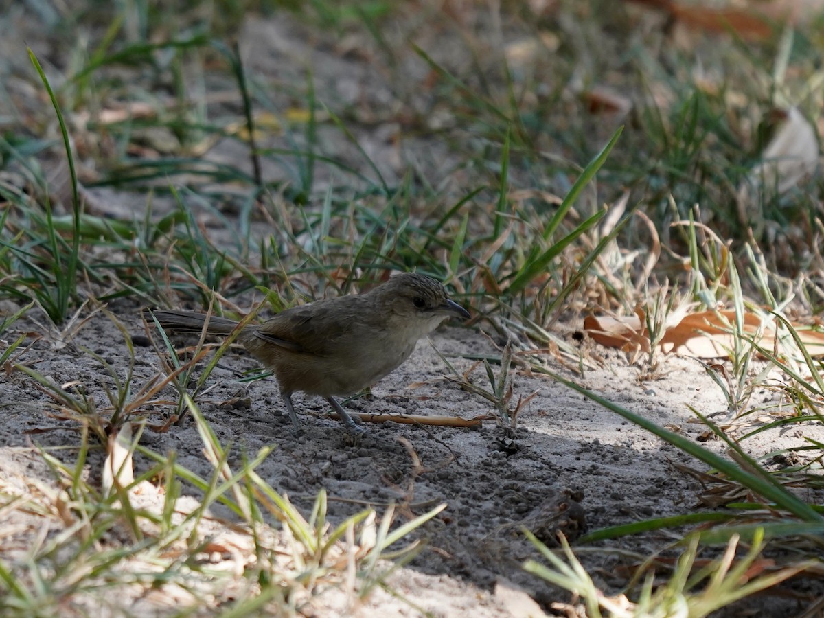 Plain Thornbird - ML656841458