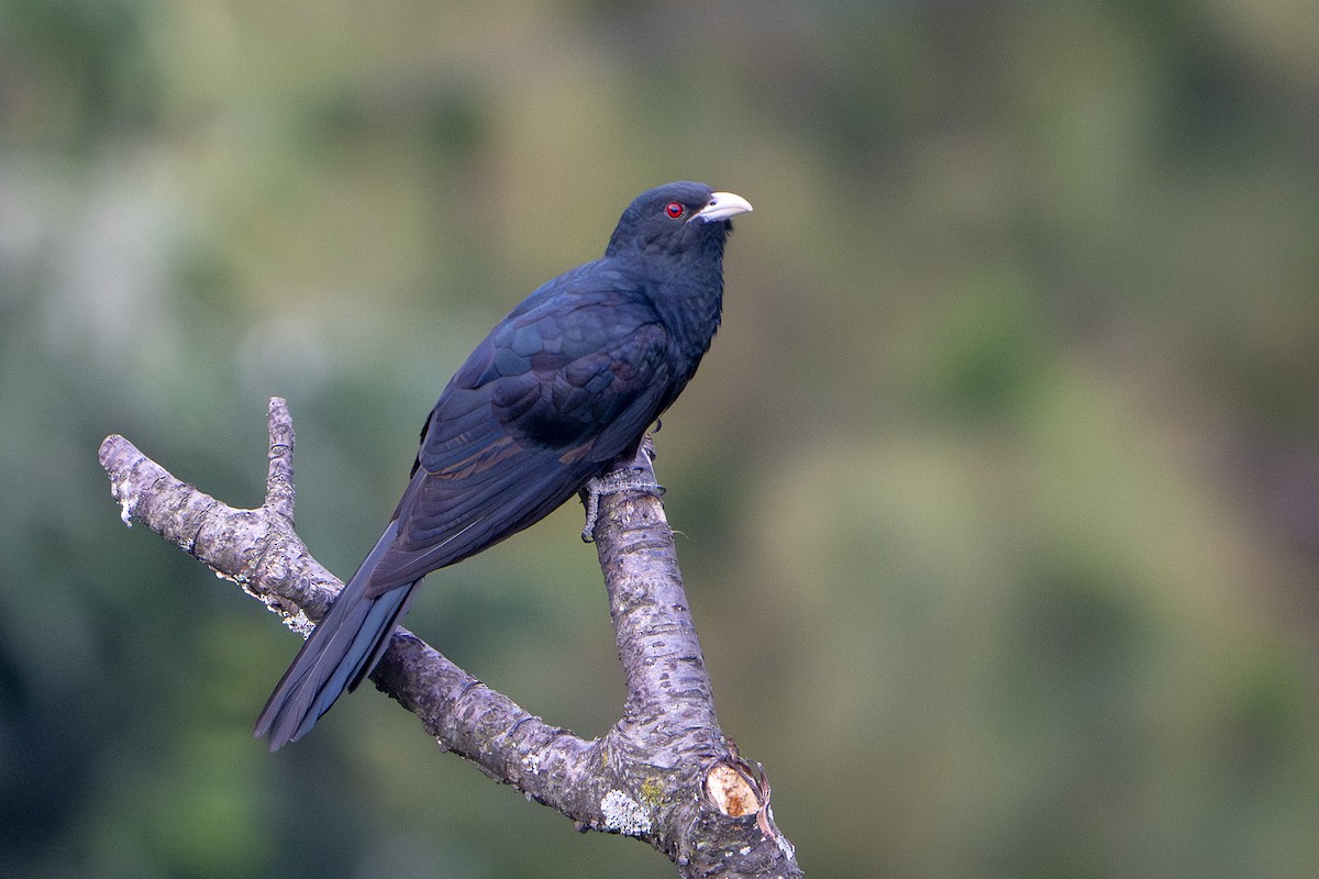 Asian Koel - Eudynamys scolopaceus - Media Search - Macaulay Library ...