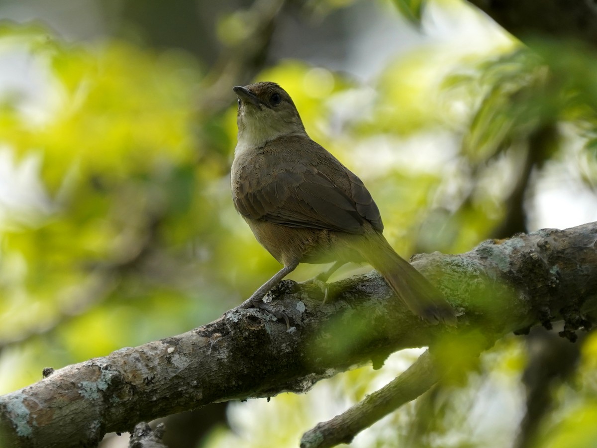 Plain Thornbird - ML656842682