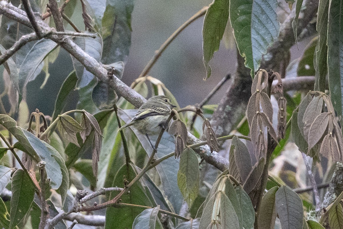 Golden-faced Tyrannulet (Golden-faced) - ML656843294