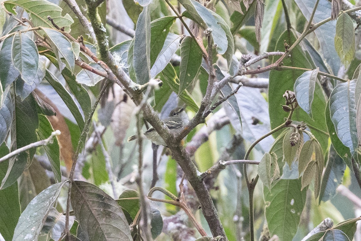 Golden-faced Tyrannulet (Golden-faced) - ML656843295