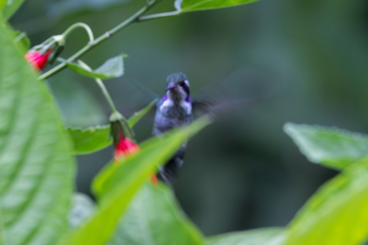 Geoffroy's Daggerbill - ML656843349