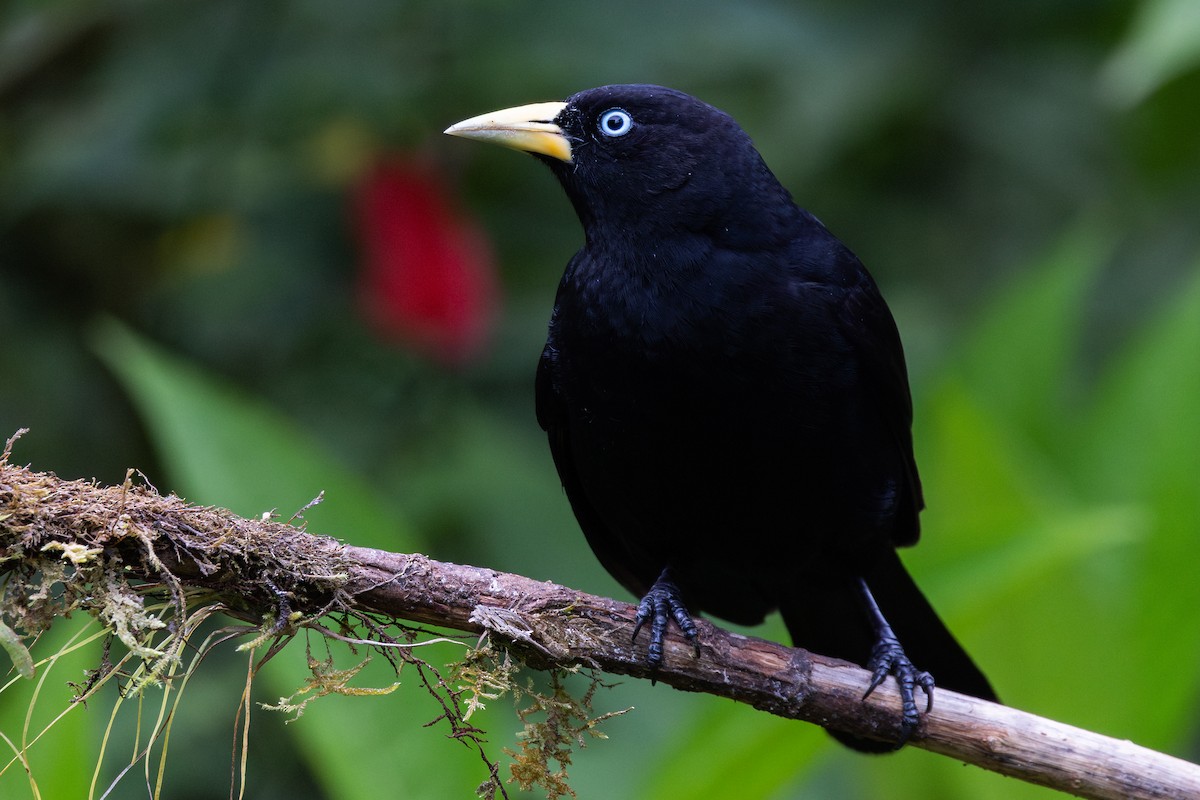 Scarlet-rumped Cacique (Subtropical) - ML656843385