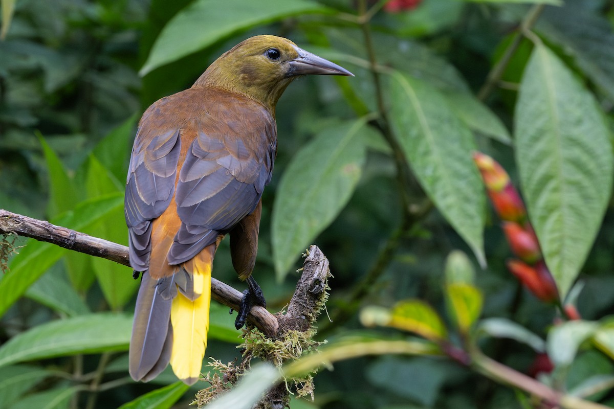 Russet-backed Oropendola (Russet-backed) - ML656843447