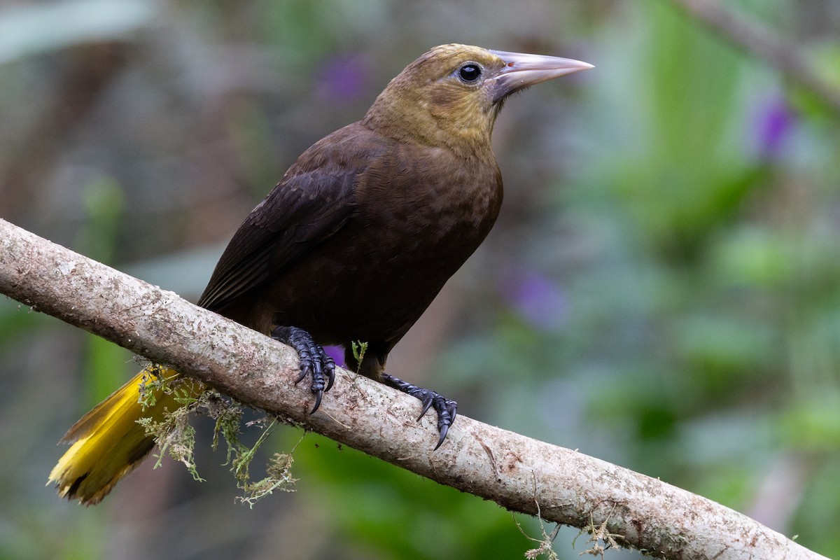Russet-backed Oropendola (Russet-backed) - ML656843448