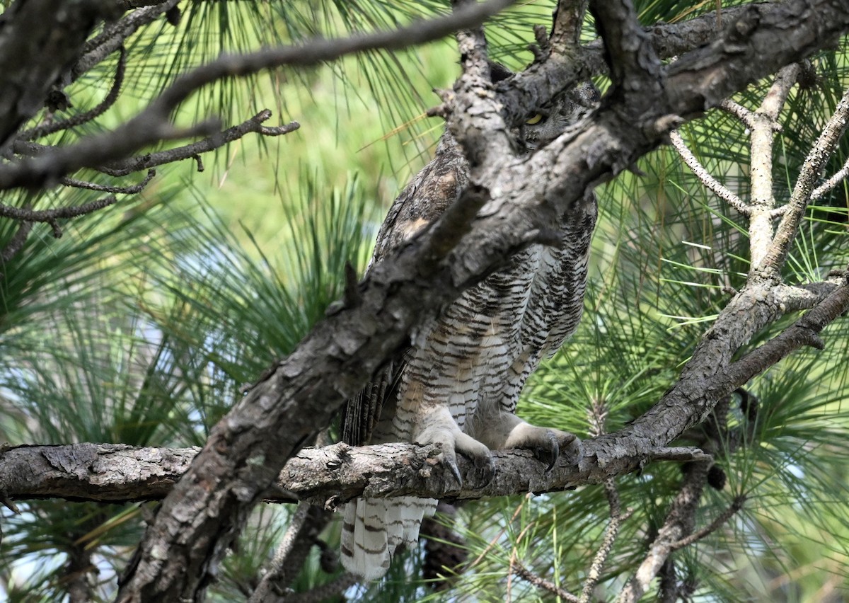 Great Horned Owl - ML656843469