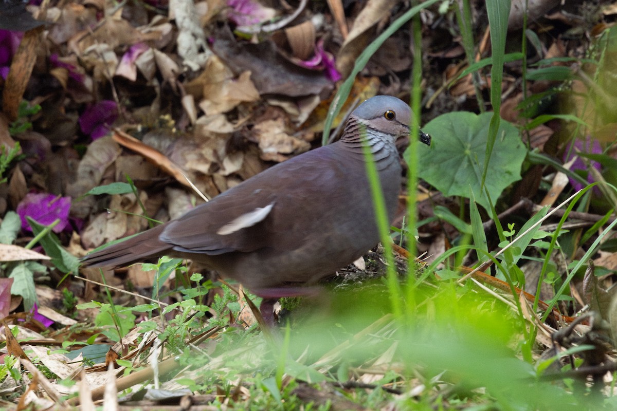 White-throated Quail-Dove - ML656843470