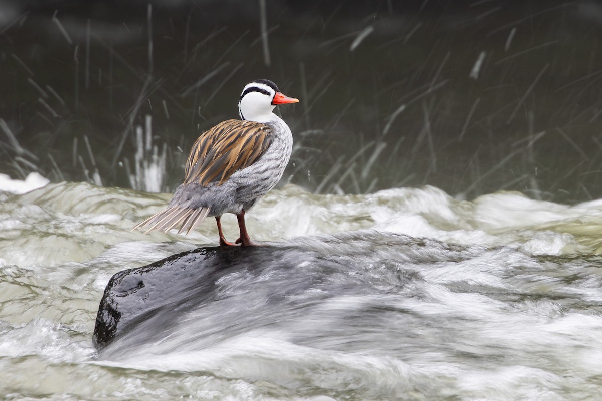 Torrent Duck - ML656843537