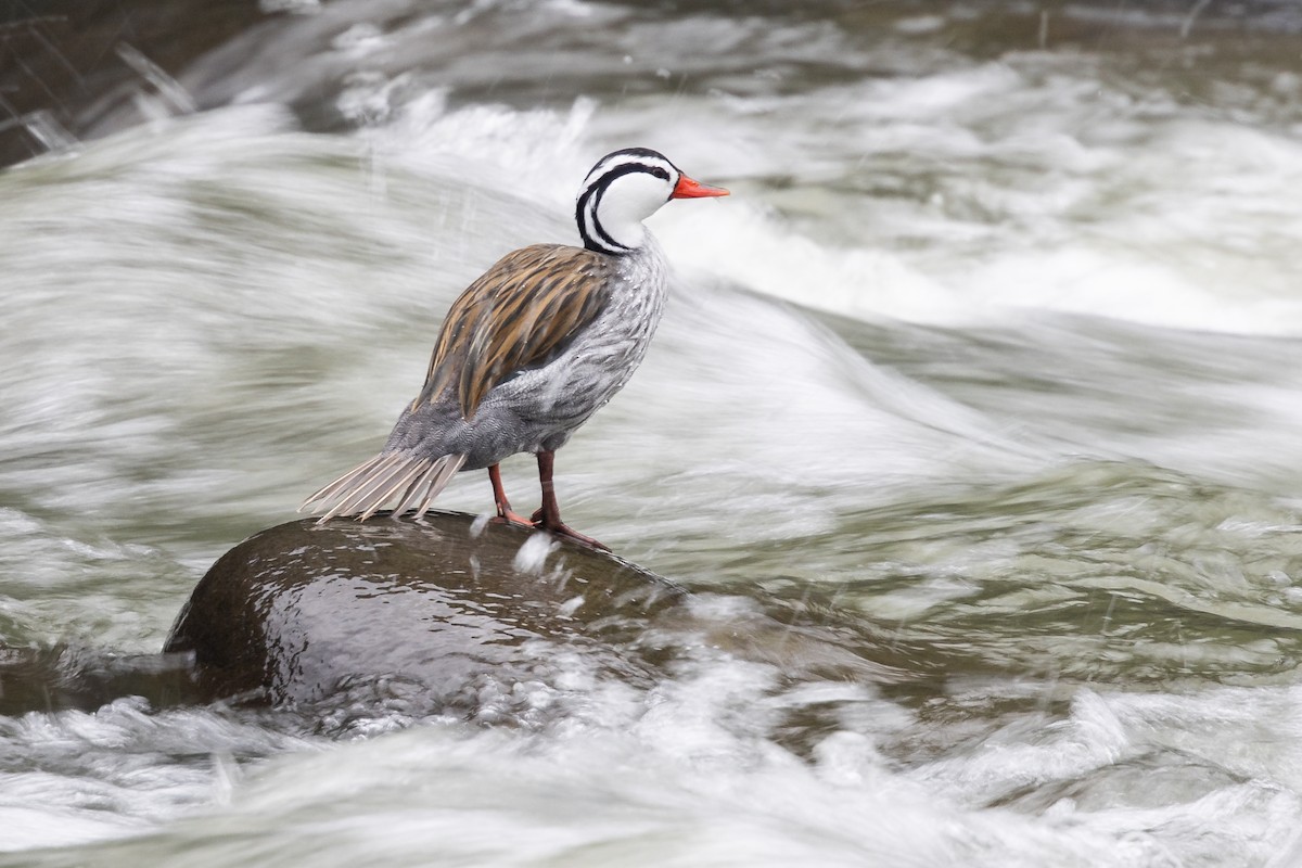 Torrent Duck - ML656843538