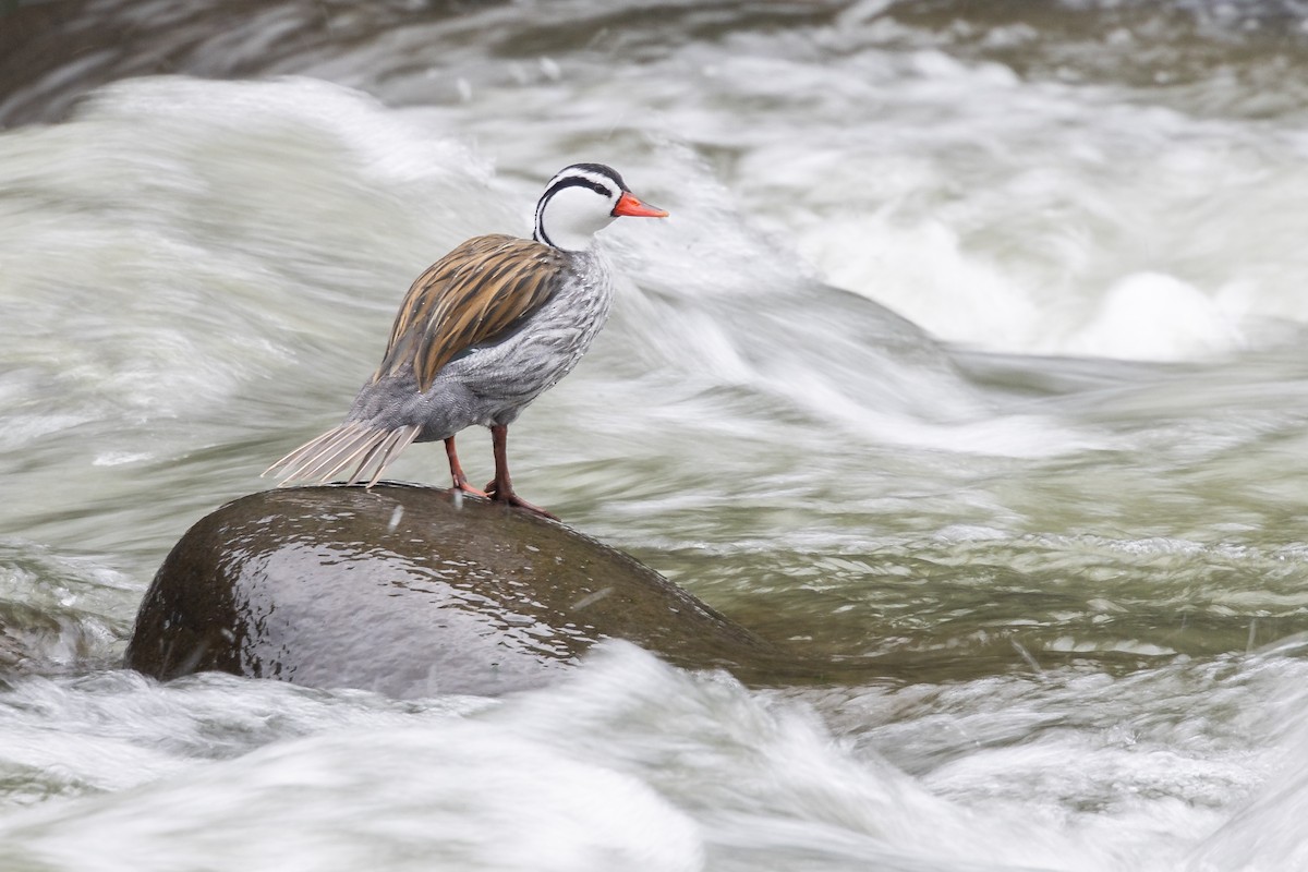 Torrent Duck - ML656843539