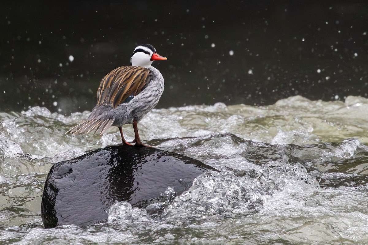 Torrent Duck - ML656843540