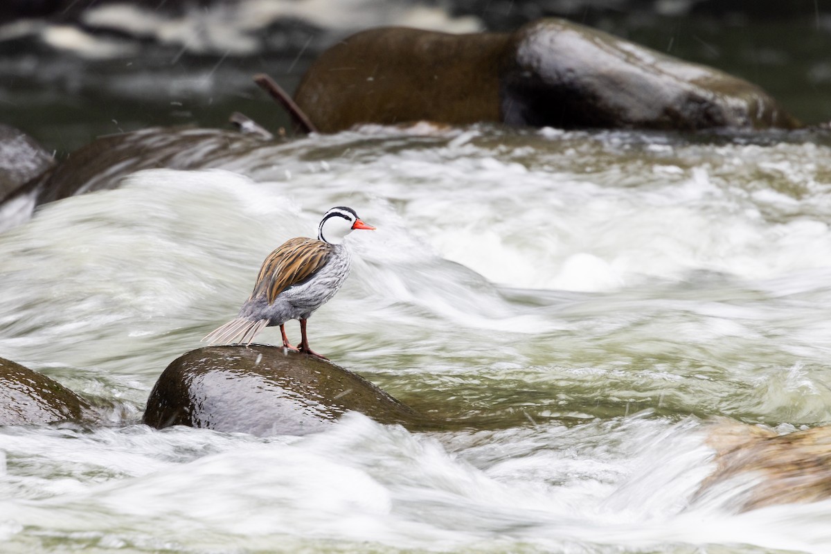Torrent Duck - ML656843541