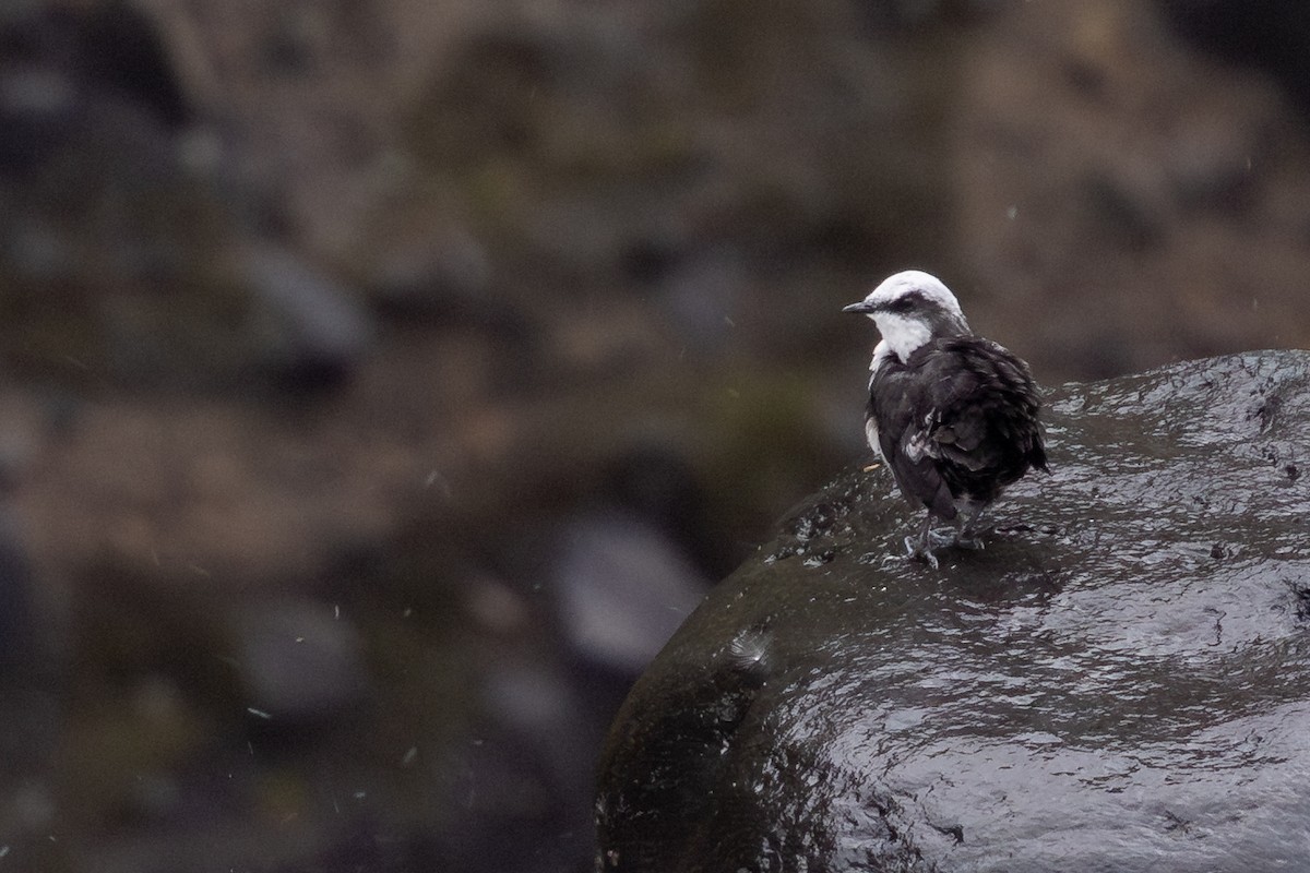 White-capped Dipper (White-bellied) - ML656843639