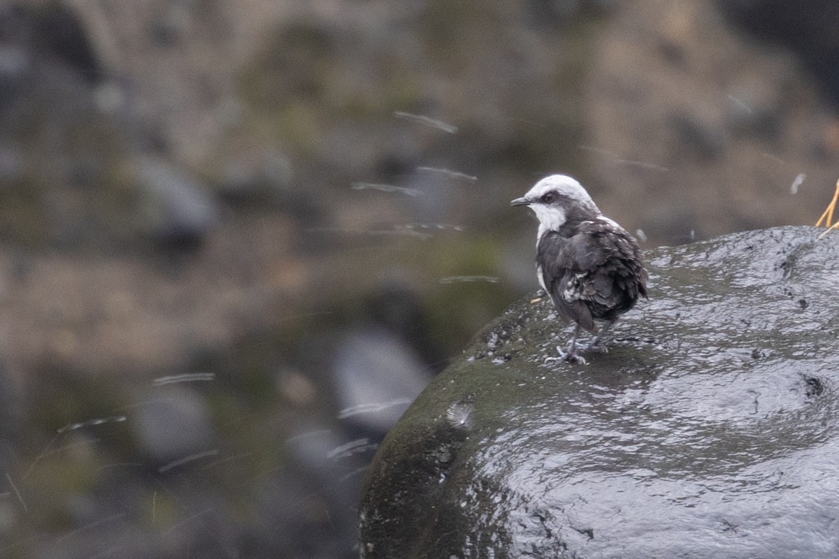 White-capped Dipper (White-bellied) - ML656843640