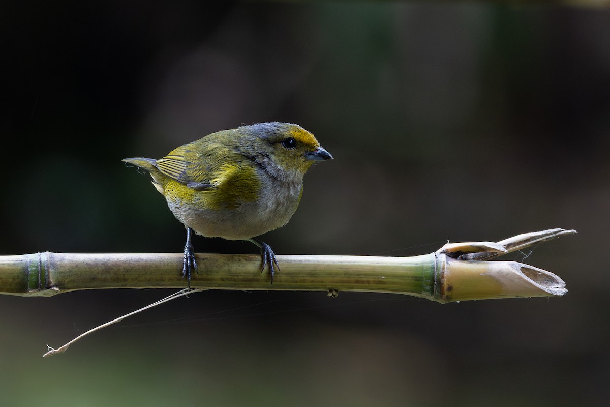 Bronze-green Euphonia - ML656843667