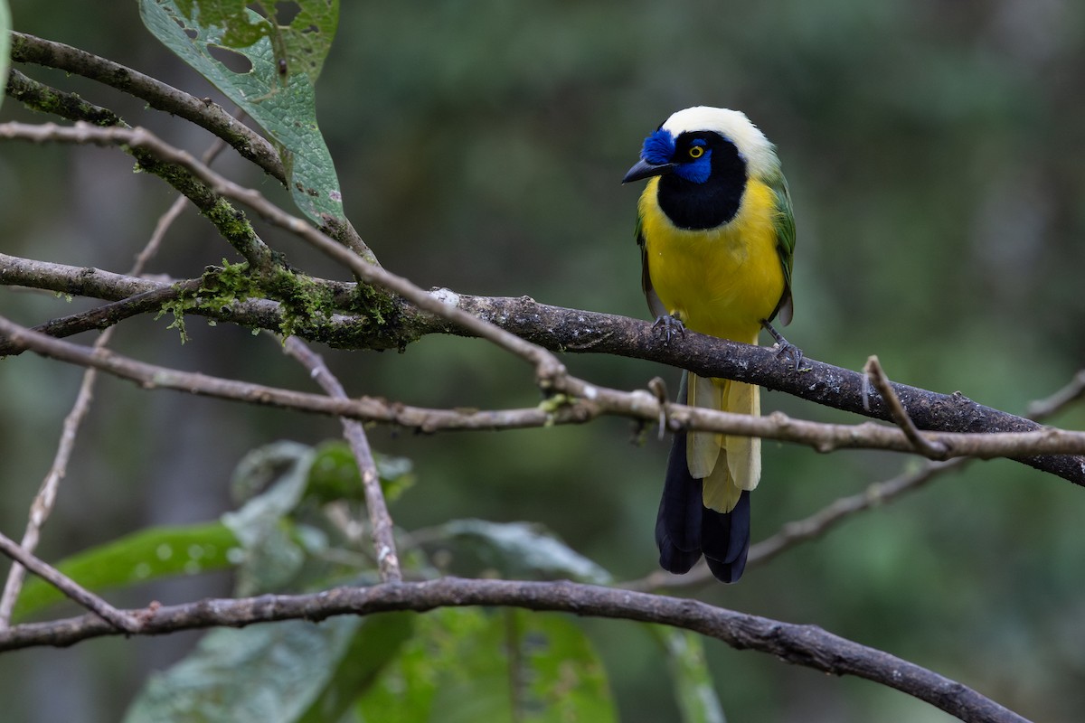 Green Jay (Inca) - ML656843690