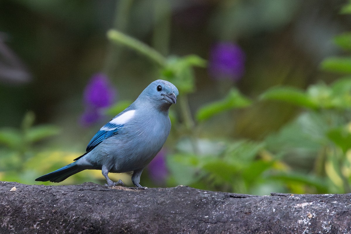 Blue-gray Tanager (White-edged) - ML656843707